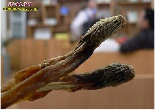 蛇有蛇鞭吗?蛇鞭是什么鬼?