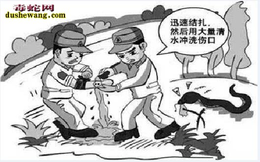 13岁少年农田体验生活被毒蛇咬伤!夏季毒蛇出没毒蛇咬伤事件暴增!