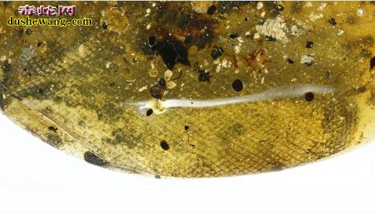 琥珀蛇：科学家首次发现蛇类琥珀，揭示了蛇类的进化过程！
