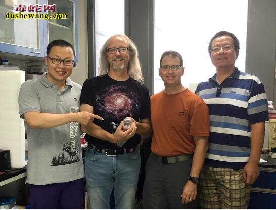 琥珀蛇:科学家首次发现蛇类琥珀,揭示了蛇类的进化过程!