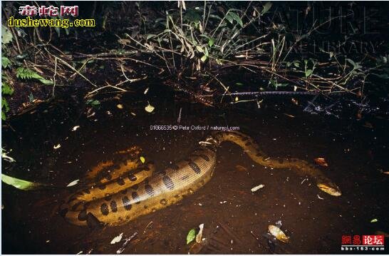 巨型泥蛇图片 最大的泥蛇有多大？