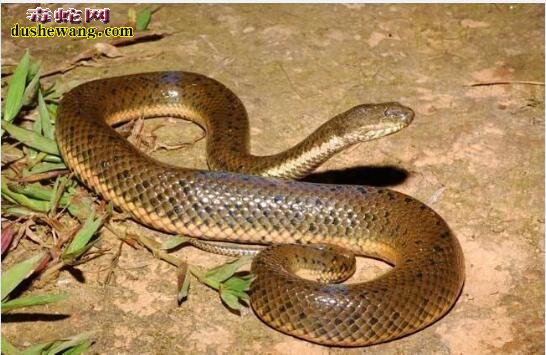 巨型泥蛇图片 最大的泥蛇有多大？