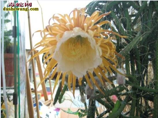 大花蛇鞭柱图片大全
