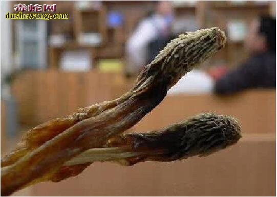 蛇鞭图片 蛇鞭是什么样子的?
