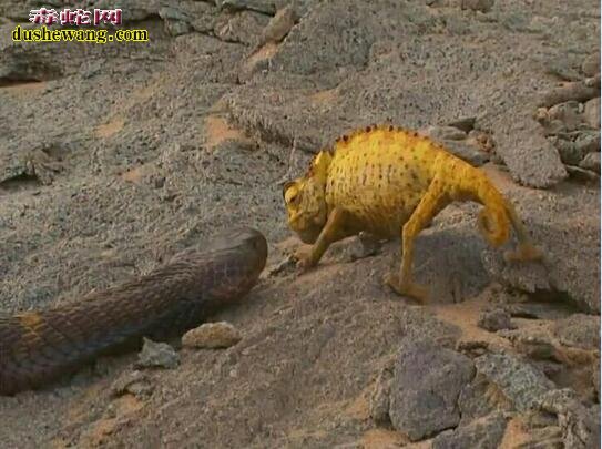 变色龙vs大花蛇:不知死活!原本就是人家的食物还去挑衅!