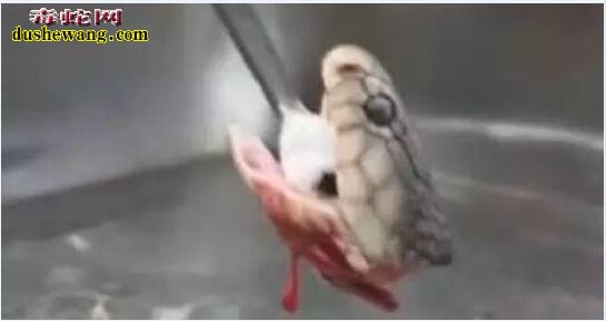 再现断头眼镜蛇咬人事件!毒蛇头离开身体可以存活几个小时!