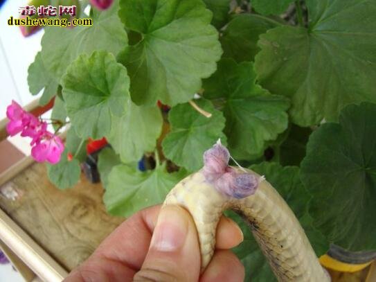 活蛇的蛇鞭图片 活蛇蛇鞭是什么样子的?