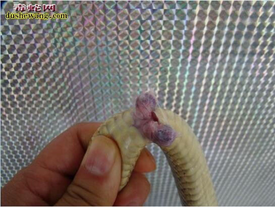活蛇的蛇鞭图片 活蛇蛇鞭是什么样子的?