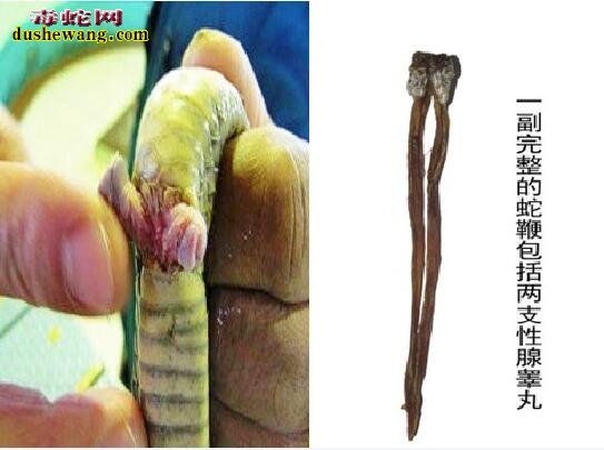 活蛇的蛇鞭图片 活蛇蛇鞭是什么样子的?