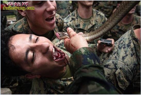 美特种兵生喝蛇血图片、太血腥胆小勿入看！