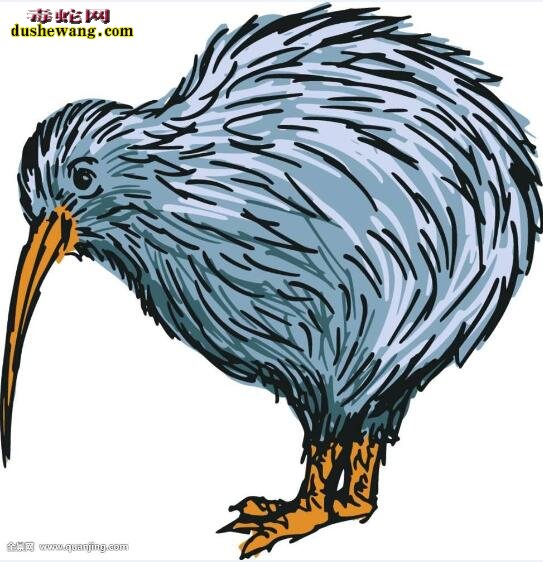 无翼鸟科-几维鸟：世界上唯一没翅膀的鸟！
