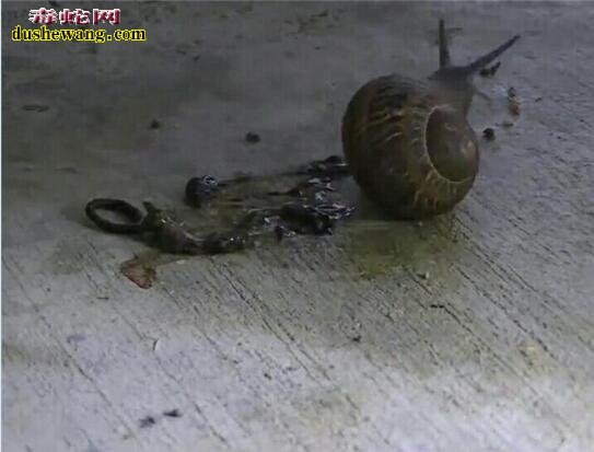 蜗牛吃蚯蚓！吃植物的蜗牛竟然吃“荤”了！感觉太残酷！