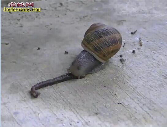 蜗牛吃蚯蚓！吃植物的蜗牛竟然吃“荤”了！感觉太残酷！
