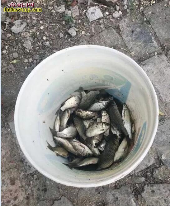 虎斑游蛇胖成坨!臭水沟野鱼太多,食鱼蛇类的天堂!
