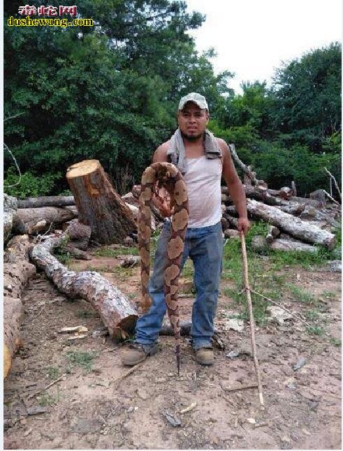 美国林业工人发现硕大铜斑蛇？铜斑蛇有毒吗？