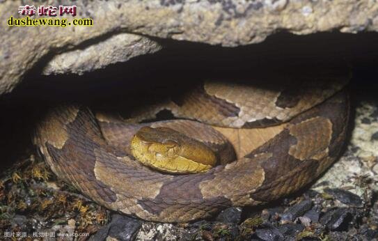 美国林业工人发现硕大铜斑蛇？铜斑蛇有毒吗？