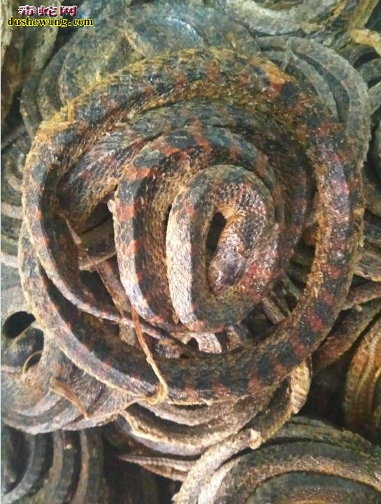 赤练蛇干图片,赤练蛇干图片大全