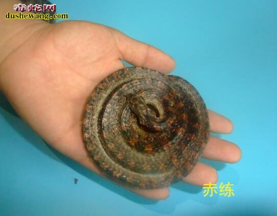赤练蛇干图片,赤练蛇干图片大全