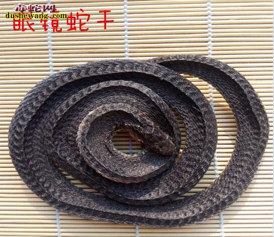 眼镜蛇干图片,眼镜蛇干图片大全