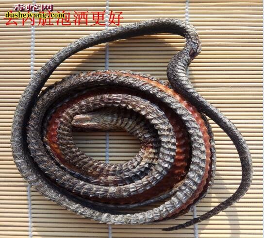 眼镜蛇干图片,眼镜蛇干图片大全
