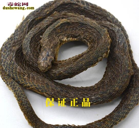 眼镜蛇干图片,眼镜蛇干图片大全