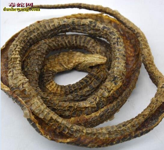 眼镜蛇干图片,眼镜蛇干图片大全