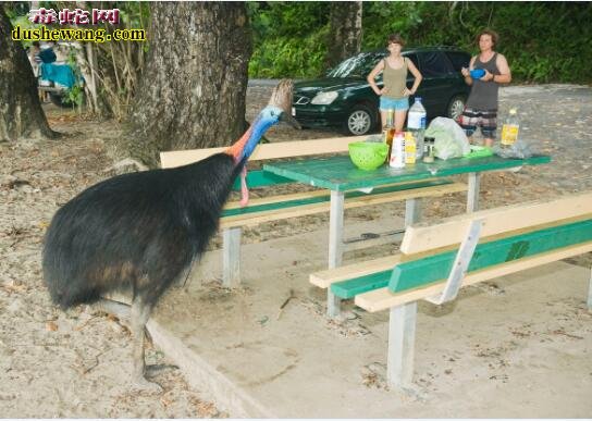 食火鸡：世界上最“凶残”的鸟类，高1.7米、重70公斤，一脚踢死马！