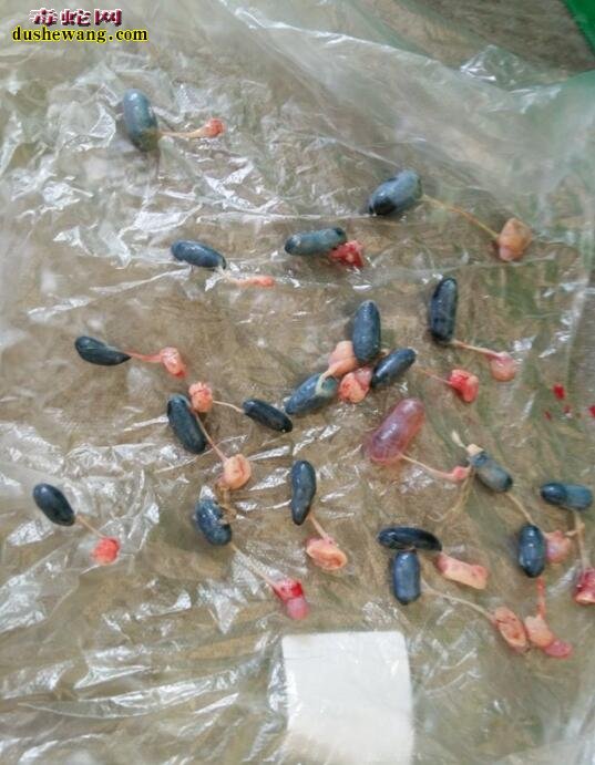 新鲜蛇胆图片,了解一下蛇胆是什么样子的?