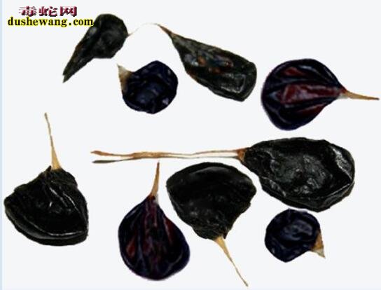 新鲜蛇胆图片,了解一下蛇胆是什么样子的?