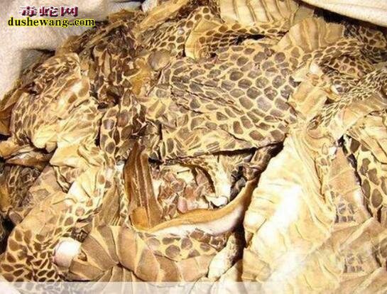 蛇蜕图片:中药蛇蜕长什么样子的?