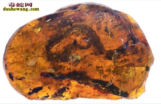 蛇化石：首次发现琥珀中9900万年前缅甸晓幼蛇！
