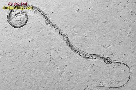蛇化石：首次发现琥珀中9900万年前缅甸晓幼蛇！