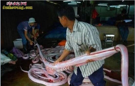 剥蛇皮图片，实拍国外蛇皮加工厂剥蛇皮全过程