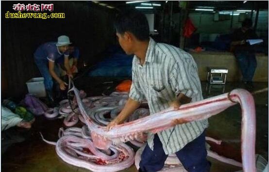 剥蛇皮图片,实拍国外蛇皮加工厂剥蛇皮全过程