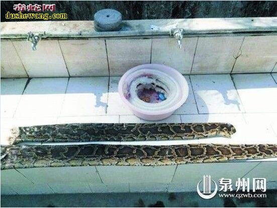 剥蛇皮图片,实拍国外蛇皮加工厂剥蛇皮全过程