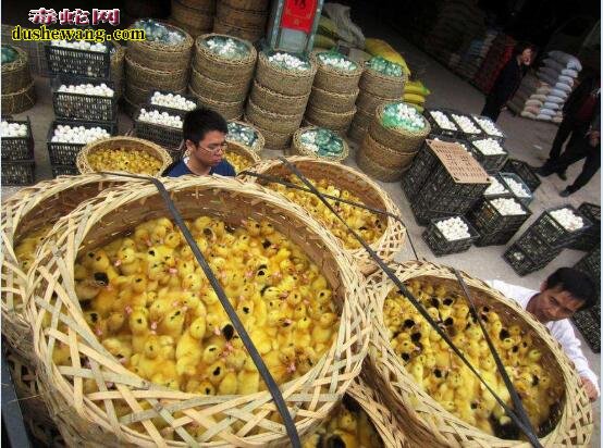 养蛇户陷阱!养蛇陷阱都有哪些?