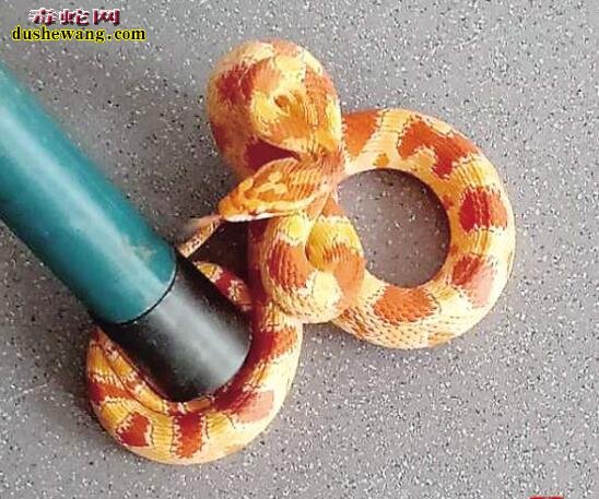 玉米蛇穿入家中被当玩具蛇！还好玉米蛇是无毒宠物蛇！