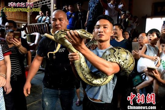 “游蛇神”闽北七巧节与蛇共舞！樟湖坂崇蛇民俗集中体祭蛇神活动！