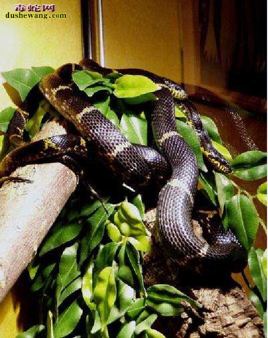 无毒宠物蛇图片
