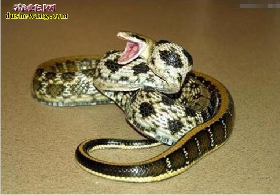 无毒宠物蛇图片