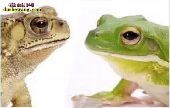 青蛙和蟾蜍的区别图