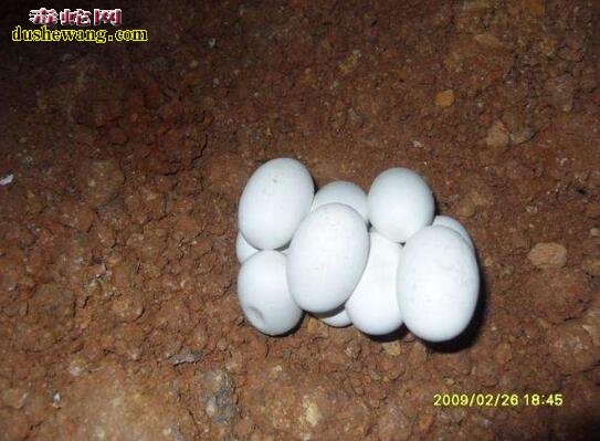 一条母蛇能生几年蛋后需要淘汰?