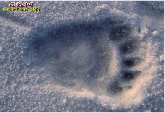 喜马拉雅山怪物-雪人