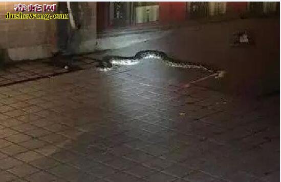 合肥闹市凌晨惊现两米蟒蛇！蟒蛇当宠物不是谁都能养的！