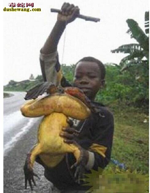 世界上最大的牛蛙图片