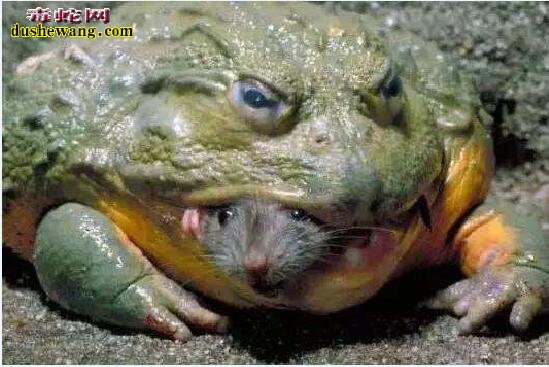世界上最大的牛蛙图片