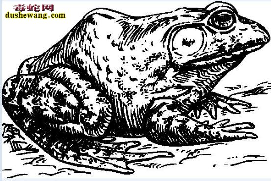 牛蛙简笔画