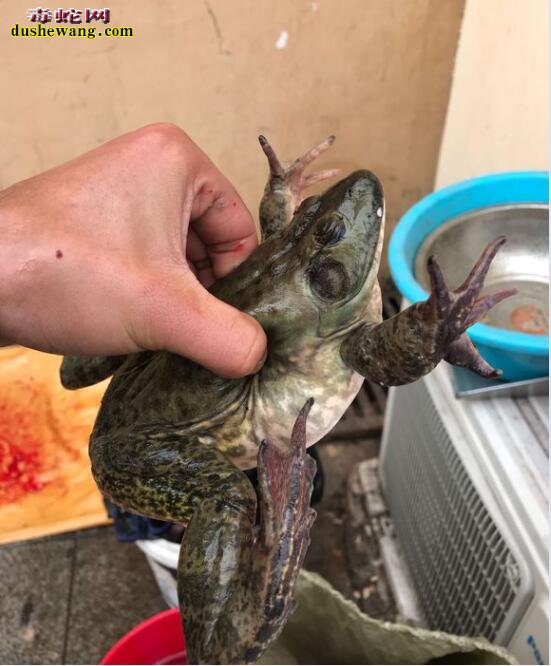 杀牛蛙图片:直播牛人宰杀牛蛙全过程!