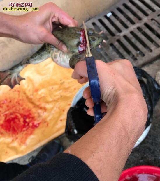 杀牛蛙图片:直播牛人宰杀牛蛙全过程!