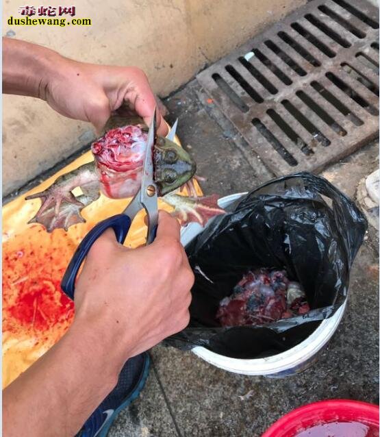 杀牛蛙图片:直播牛人宰杀牛蛙全过程!